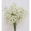 BABY'S BREATH